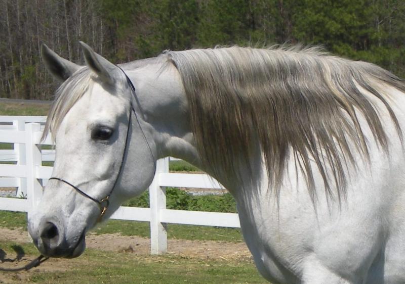 BINT BAAREZ, 2000 grey mare by Imperial Baarez x. daughter of Thee Desperado