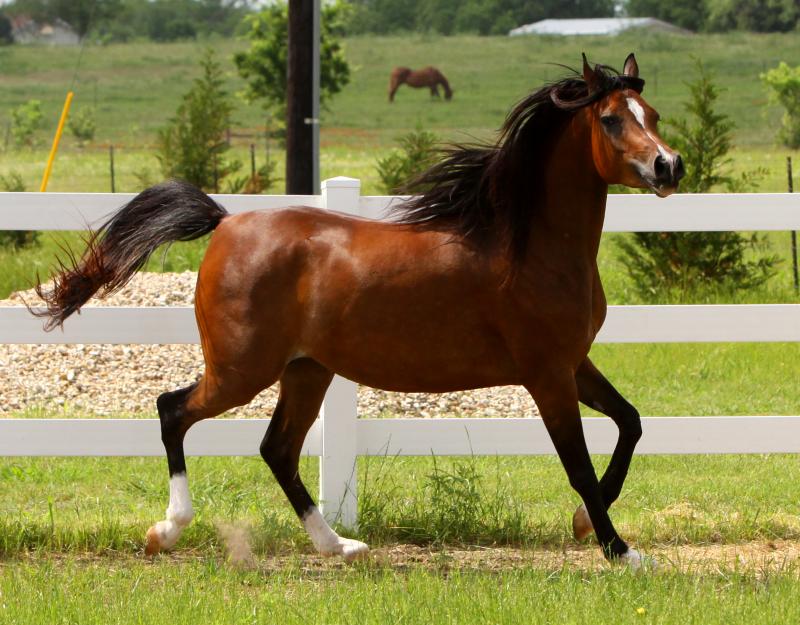 Thee Kajaree, bay mare, sired by The Minstril