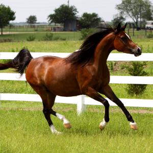 THEE KAJAREE, 2005 bay mare sired by The Minstril x. Thee Lorelei