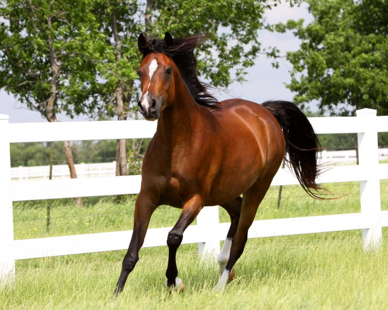 Thee Kajaree, bay mare, sired by The Minstril