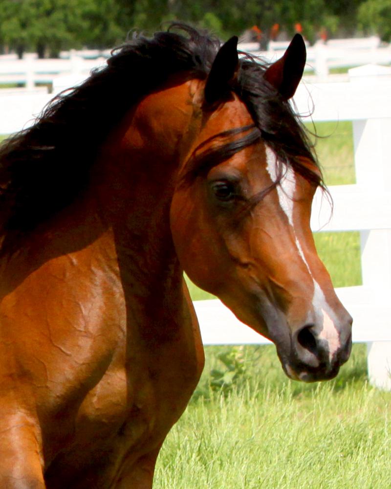 Thee Kajaree, bay mare, sired by The Minstril
