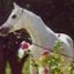 AK AMIRI ASMARR grey mare. 1985 by THEEGYPTIANPRINCE ex ASMARR