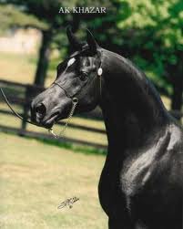 AK Khazar, 1983 black stallion, by Moniet El Sharaf x. *Bahila by Ibn Galal I