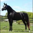 ALAYLA black mare. 1998 by THEE DESPERADO ex ESKADA YASMINE
