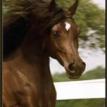 ALIASHAHM RA black mare. 1985 by RUMINJA ALI ex. GLORIETA ZAARINA