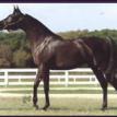 ALIASHAHM RA black mare. 1985 by RUMINJA ALI ex. GLORIETA ZAARINA