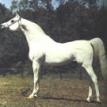 ANSATA IBN SUDAN grey stallion, 1965 by ANSATA IBN HALIMA ex ANSATA BINT MABROUK
