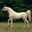 ANSATA HALIM SHAH grey stallion, 1980 by ANSATA IBN HALIMA ex ANSATA ROSETTA