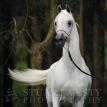 ASFOUR (AHSA*20412) grey stallion, 1984 by MALIK 3 ex HANAN