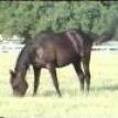 *BAHILA black mare. 1977 by IBN GALAL 1 ex. BAKRIA by IBN GALAL 1