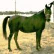 BAHILA black mare. 1977 by IBN GALAL 1 ex. BAKRIA by IBN GALAL 1