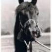 BAKRIA bay mare. 1973 by GHARIB ex BAHEIA