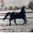 BAKRIA bay mare. 1973 by GHARIB ex BAHEIA