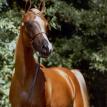 BALYANNA chestnut mare. 2000 by THEE DESPERADO ex MINSTRILS DREAM