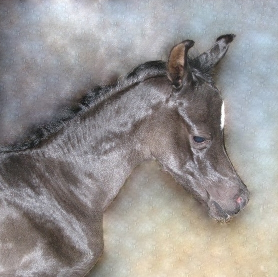 ISIS ARIANA, 2010 black, by Bellagio RCA x. Demis Amira by Thee Desperado