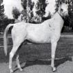 BINT KAMLA