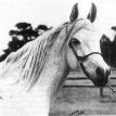 *BINT MONA (aka Bint Mouna) grey. M. 1958 by NAZEER ex MOUNA