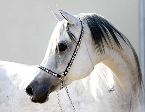 BINT BAAREZ, 2000 grey mare by Imperial Baarez x. daughter of Thee Desperado