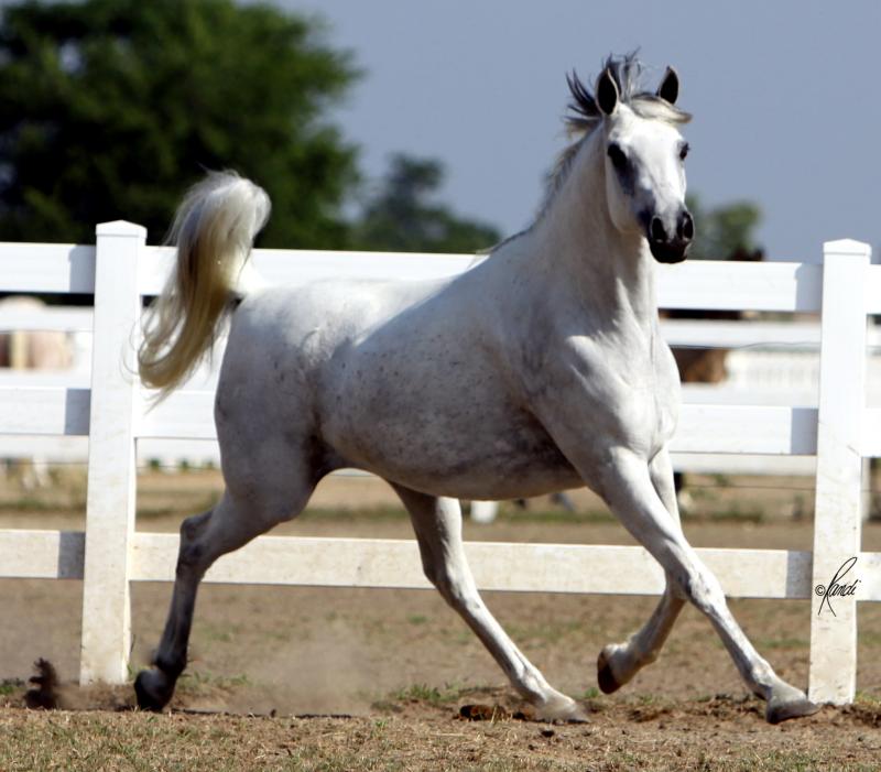 BINT BAAREZ, 2000 grey mare by Imperial Baarez x. daughter of Thee Desperado