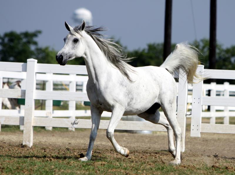 Bint Baarez 2000 grey mare by Imperial Baarez x. daughter of Thee Desperado