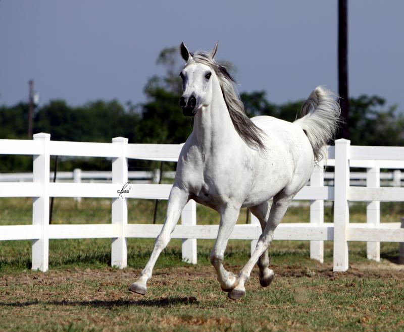 Bint Baarez 2000 grey mare by Imperial Baarez x. daughter of Thee Desperado