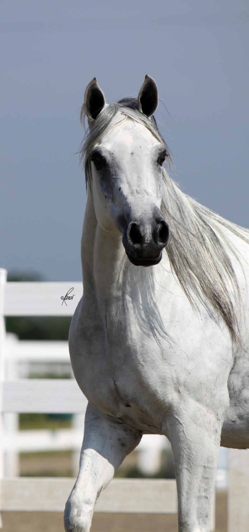 Bint Baarez 2000 grey mare by Imperial Baarez x. daughter of Thee Desperado