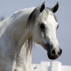 BINT BAAREZ, 2000 grey mare by Imperial Baarez x. daughter of Thee Desperado