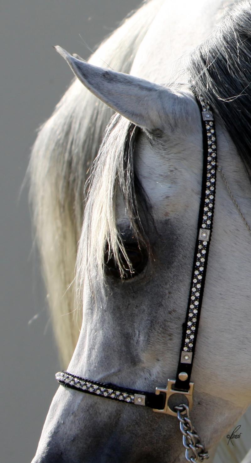 Bint Baarez 2000 grey mare by Imperial Baarez x. daughter of Thee Desperado