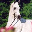 BINT BINT MAGIDAA grey. M, 1987 by SHAIKH AL BADI ex BINT MAGIDAA