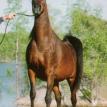 BINT DEENAA bay. M, 1979 by ANSATA IBN HALIMA ex DEENAA