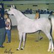 BINTSTRIL grey. M, 1990 by THE MINSTRIL ex SS BINT OSIRIA