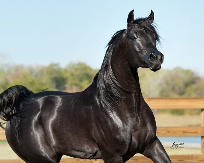 BURAK BEN-EDEN EA, 2006 black stallion, Alixir x. Demis Amira