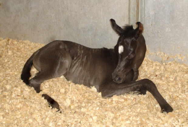 ISIS ARIANA, 2010 black, by Bellagio RCA x. Demis Amira by Thee Desperado