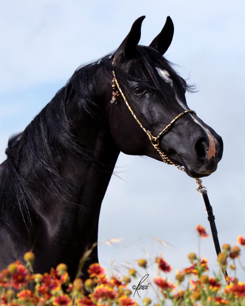Demis Amira, 2000 black mare, sired by Thee Desperado x. The Minstrils