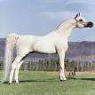 EL HILAL grey stallion, 1966 by ANSATA IBN HALIMA ex BINT NEFISAA