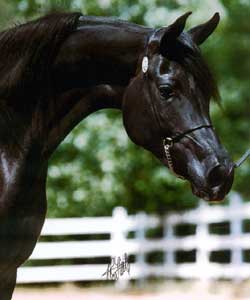El Shaliah, black mare bred by Tom Salome