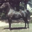FA-SERR black stallion, 1947 by *FADL ex *BINT SERRA I
