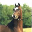 WDA FANDANGO MOON bay stallion 1995. by SIMEON SHAI+ ex. TOALI