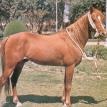 GALAL (EAO*159) chestnut stallion. 1959 by NAZEER ex. FARASHA