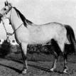 GASSIR grey stallion, 1941 by KHEIR ex BADIA