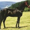 GHARIB (EAO*209) black stallion, 1965 by ANTER ex SOUHAIR