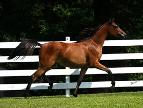 Marsalia, bay mare, sired by Thee Desperado