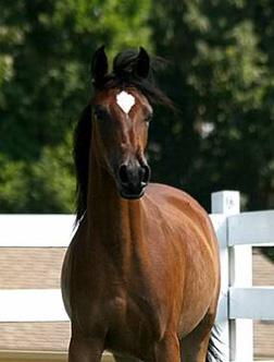 Marsalia, bay mare, sired by Thee Desperado
