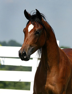 Marsalia, bay mare, sired by Thee Desperado