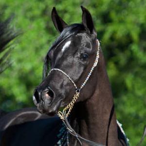 ISIS ARIANA, 2010 black, by Bellagio RCA x. Demis Amira by Thee Desperado