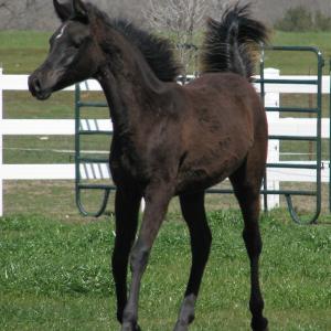 ISIS BALOREENA, 2011 black mare by AK Khazar x. Demis Amira by Thee Desperado