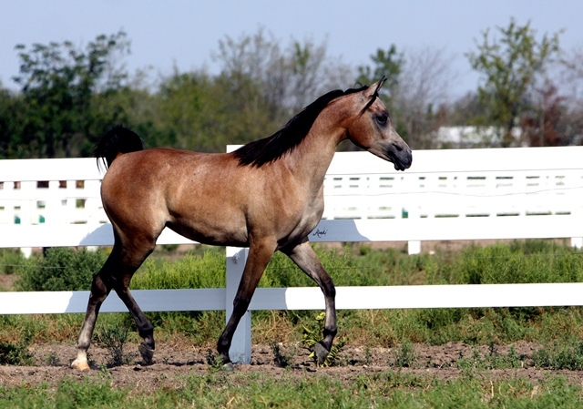 ISIS BATEENAH, 2011 grey mare by *Mishaal HP x. Thee Kajaree by The Minstril