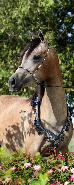 ISIS BATEENAH, 2011 grey mare by *Mishaal HP x. Thee Kajaree by The Minstril