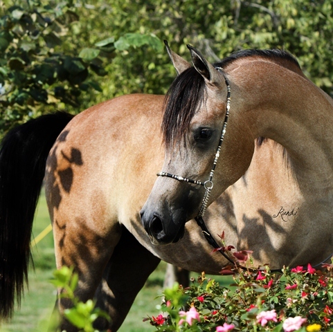 ISIS BATEENAH, 2011 grey mare by *Mishaal HP x. Thee Kajaree by The Minstril