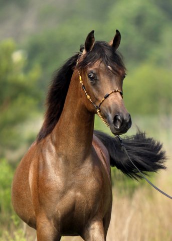 ISIS BISHAALA, 2011 grey mare by *Mishaal HP x. LL Starsong